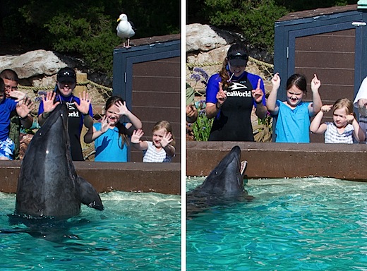 dolphingrid4.jpg